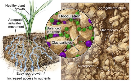 The improvement effect of Humic Acid on soil - physical effect.jpg