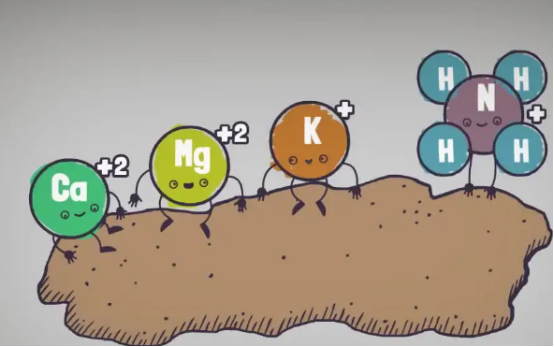 The improvement effect of Humic Acid on soil - chemical effect.jpg