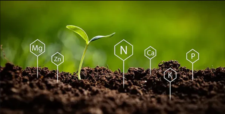 Activation and storage of nutrients.jpg