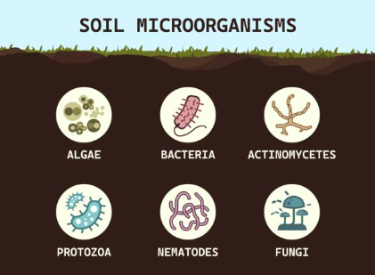 Biological effects.jpg