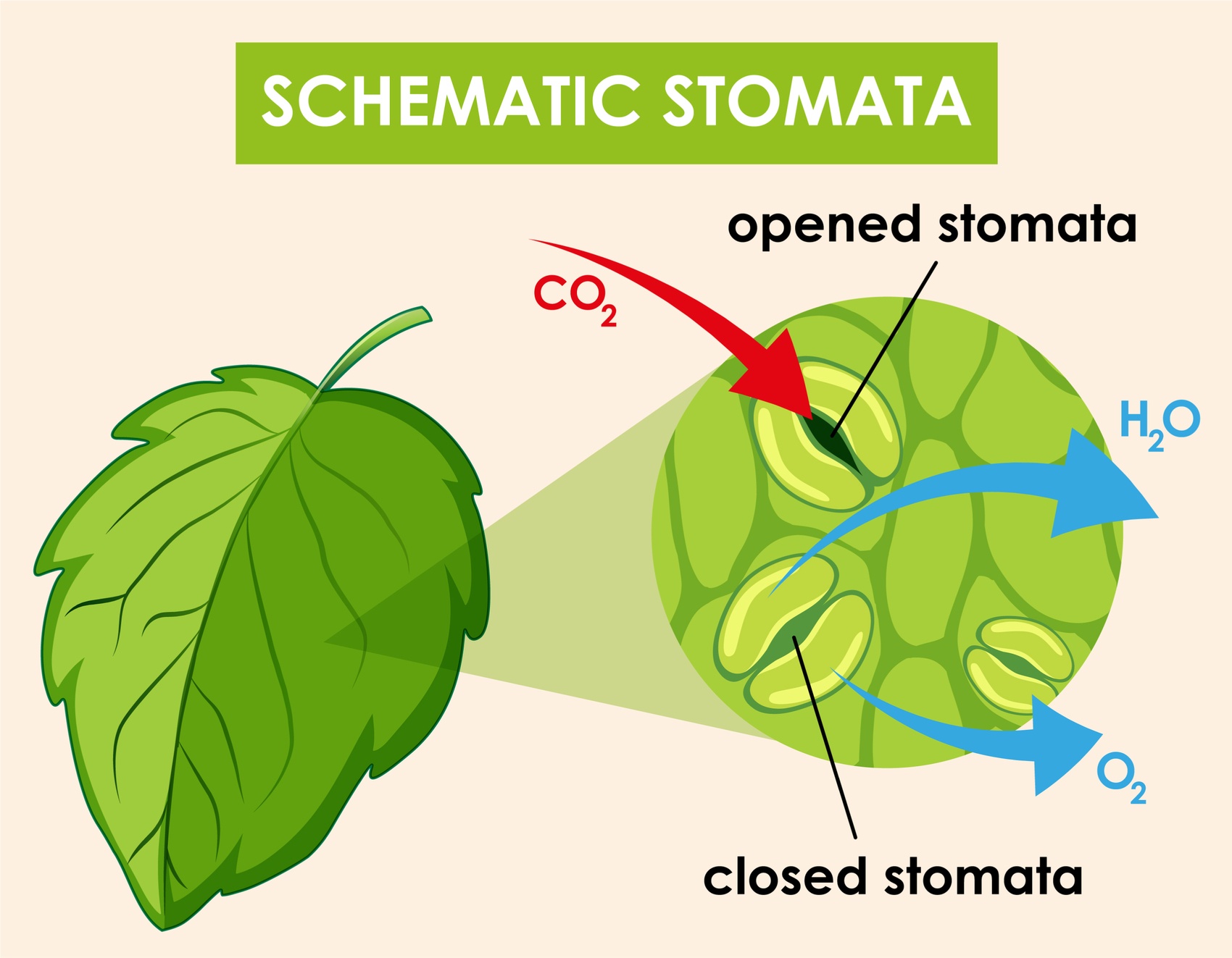 The promoting effect of fulvic acid on plant growth and its application in agricultural production.jpg