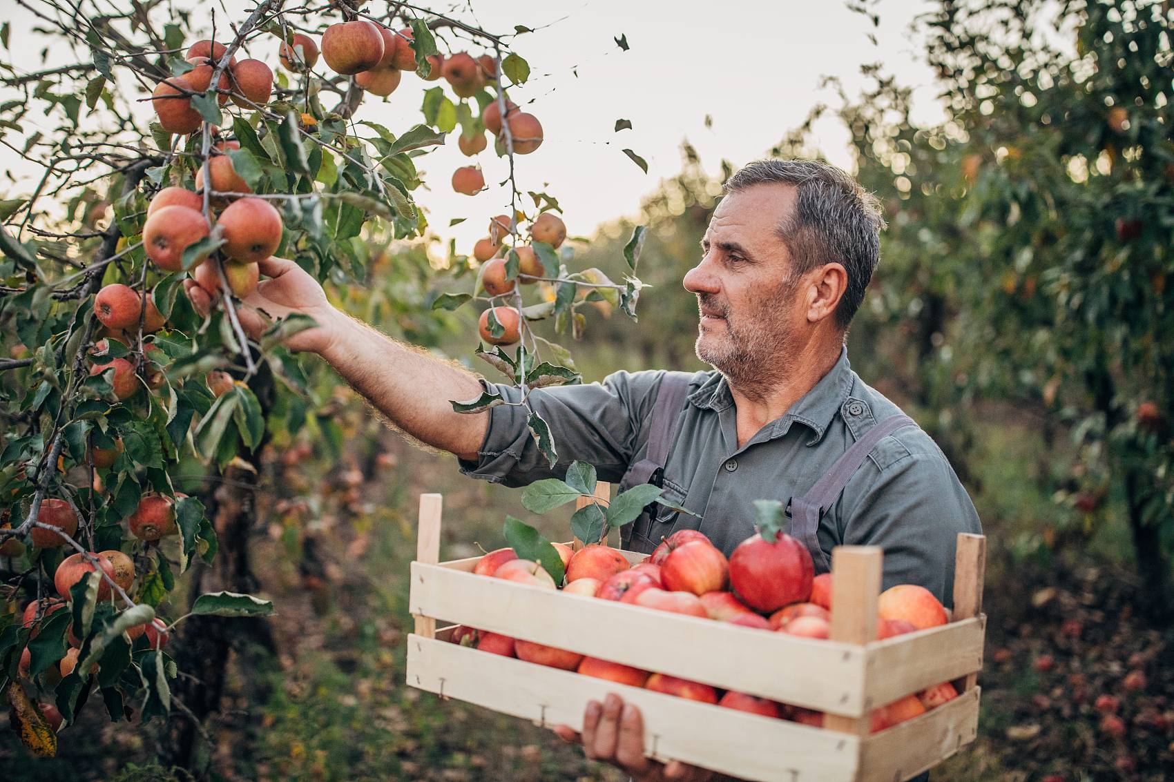 The promoting effect of fulvic acid on plant growth and its application in agricultural production.jpg