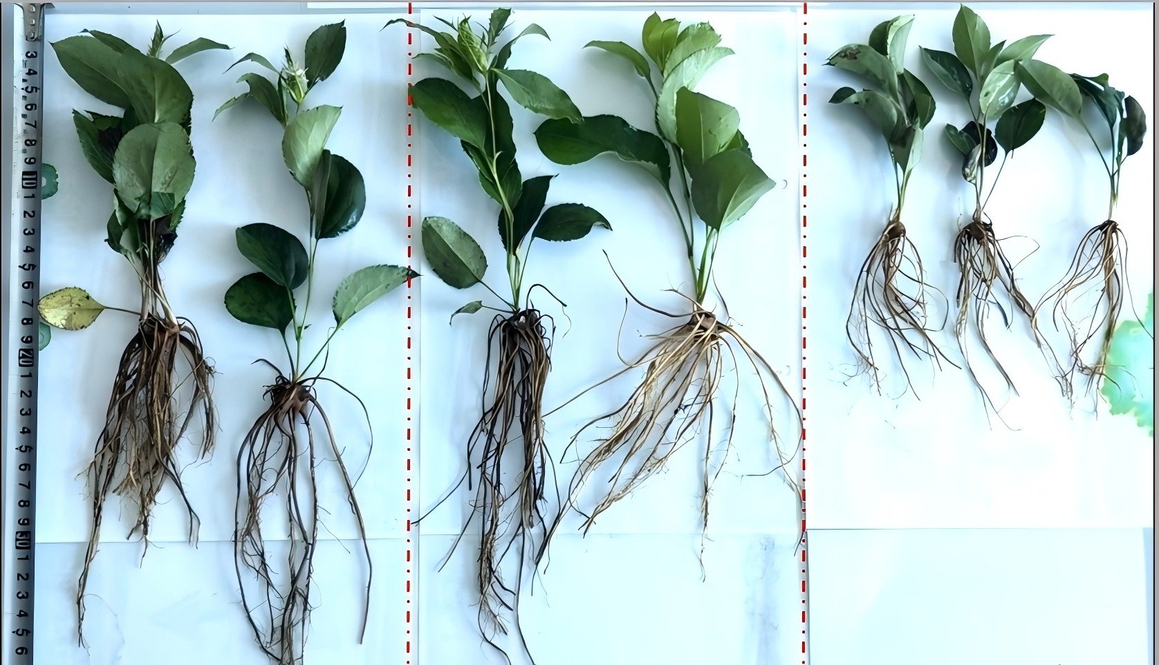 The promoting effect of fulvic acid on plant growth and its application in agricultural production.jpg