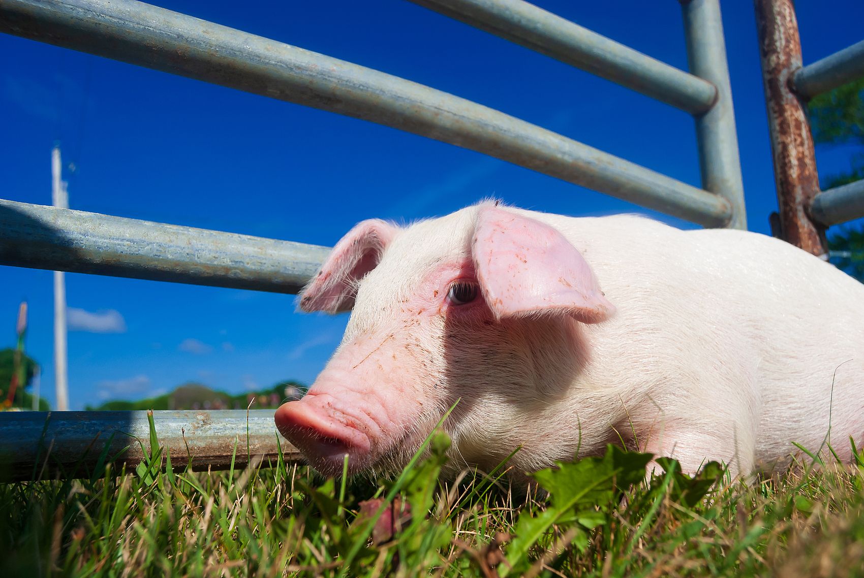 China High Quality Sodium Humate Flakes With Safety Delivery.jpg