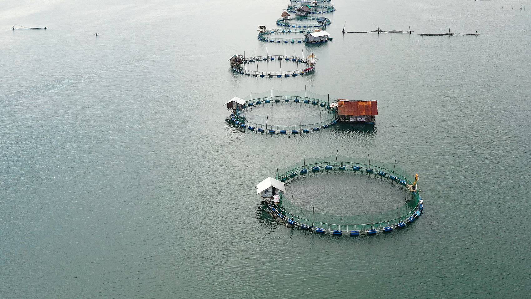 Application of Sodium Humate in Farming.jpg